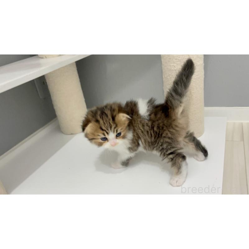 販売中の福岡県のマンチカン-131624の4枚目