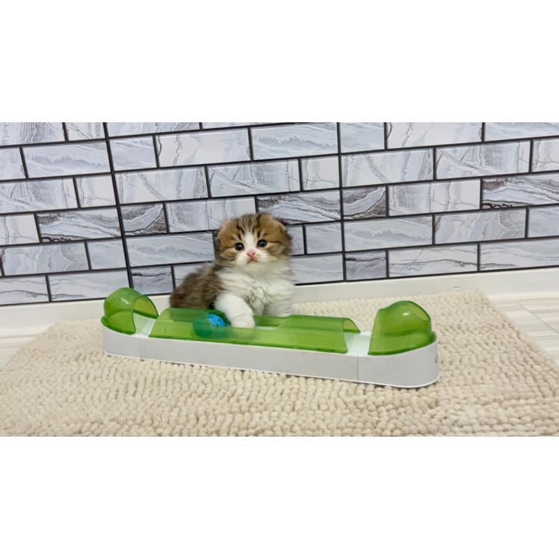 販売中の福岡県のマンチカン-131624の3枚目