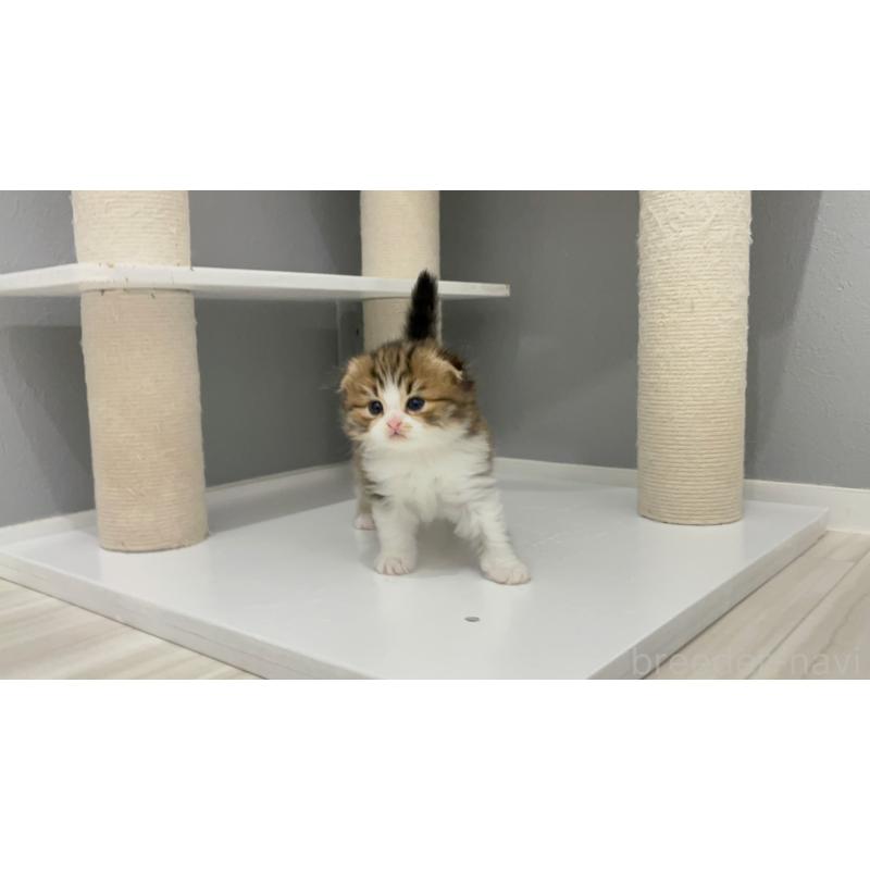 販売中の福岡県のマンチカン-131624の2枚目