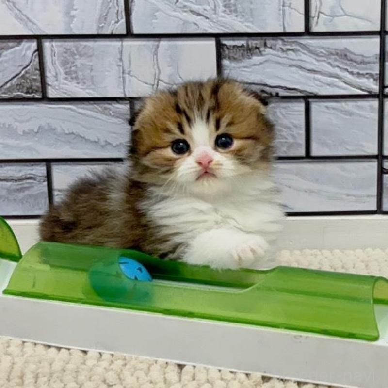 販売中の福岡県のマンチカン-131624