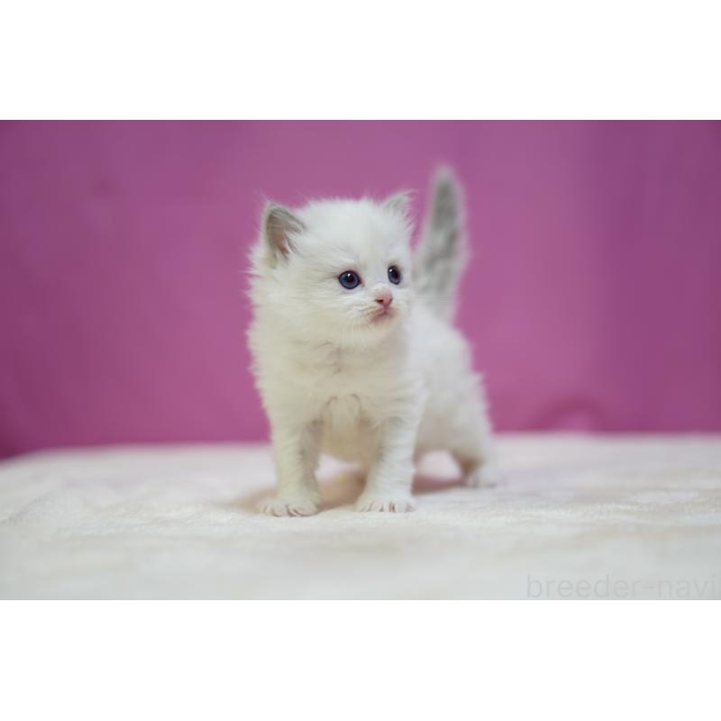 販売中の埼玉県のラグドール-131625の8枚目