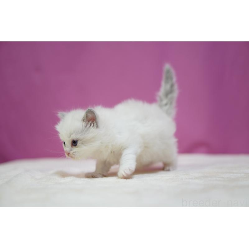 販売中の埼玉県のラグドール-131625の7枚目