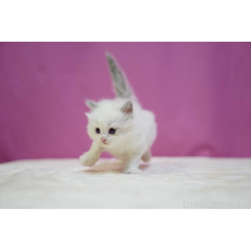 販売中の埼玉県のラグドール-131625の6枚目