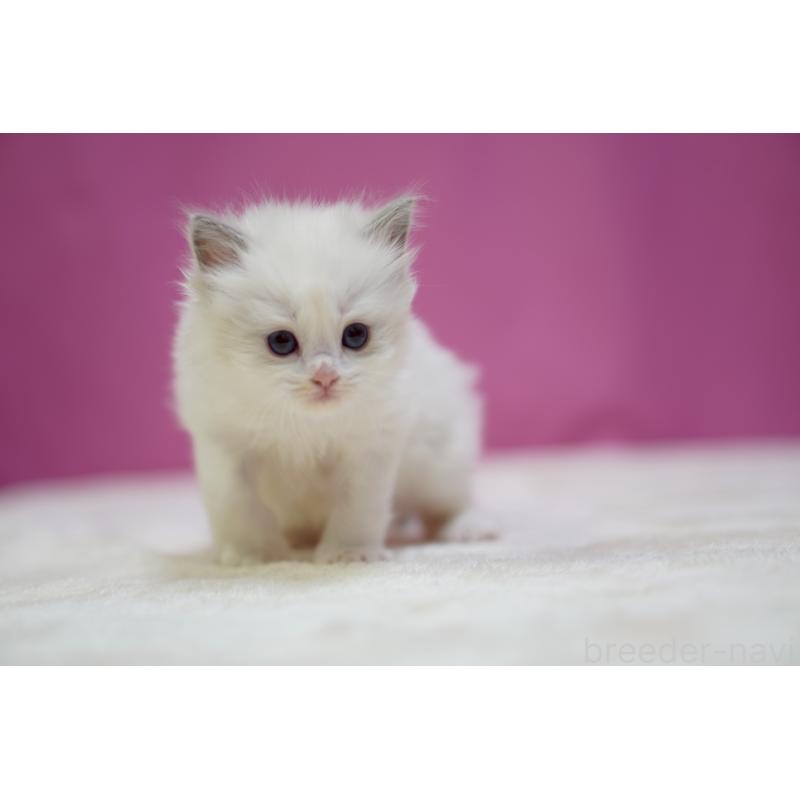 販売中の埼玉県のラグドール-131625の5枚目