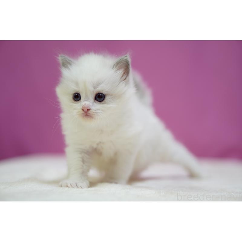 販売中の埼玉県のラグドール-131625の4枚目