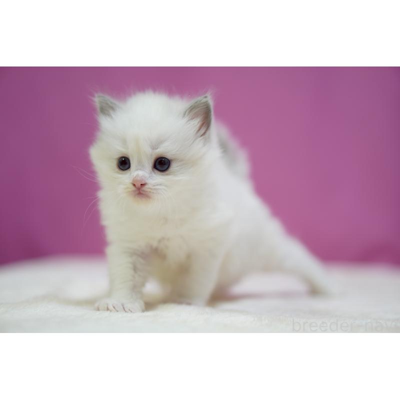 販売中の埼玉県のラグドール-131625の3枚目