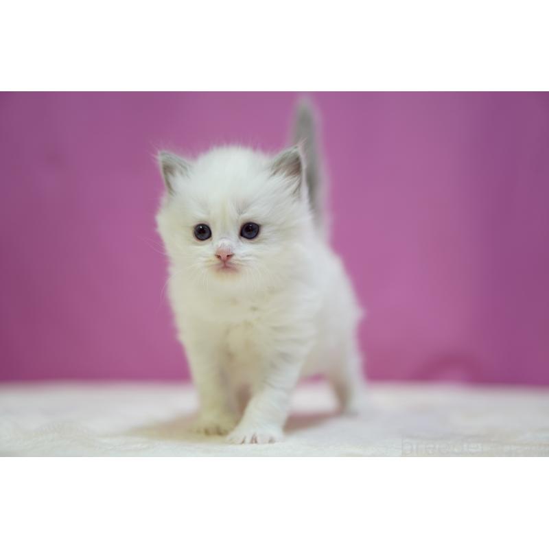 販売中の埼玉県のラグドール-131625の2枚目