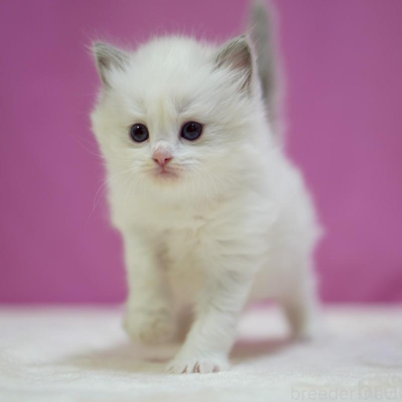 販売中の埼玉県のラグドール-131625