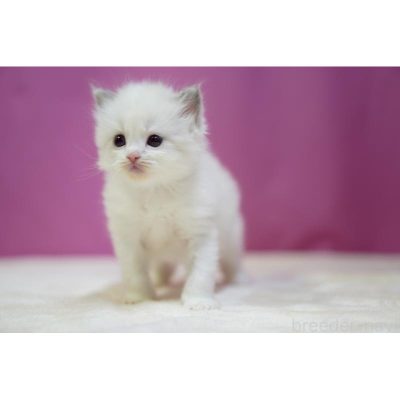 販売中の埼玉県のラグドール-131626の7枚目