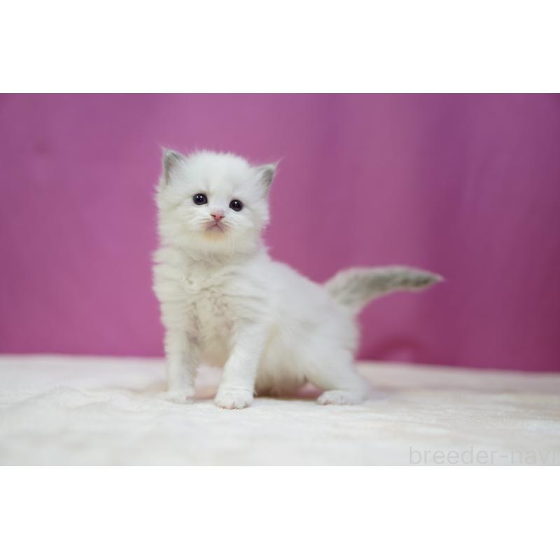 販売中の埼玉県のラグドール-131626の6枚目