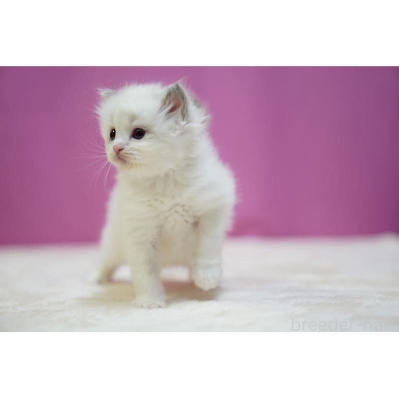 販売中の埼玉県のラグドール-131626の5枚目