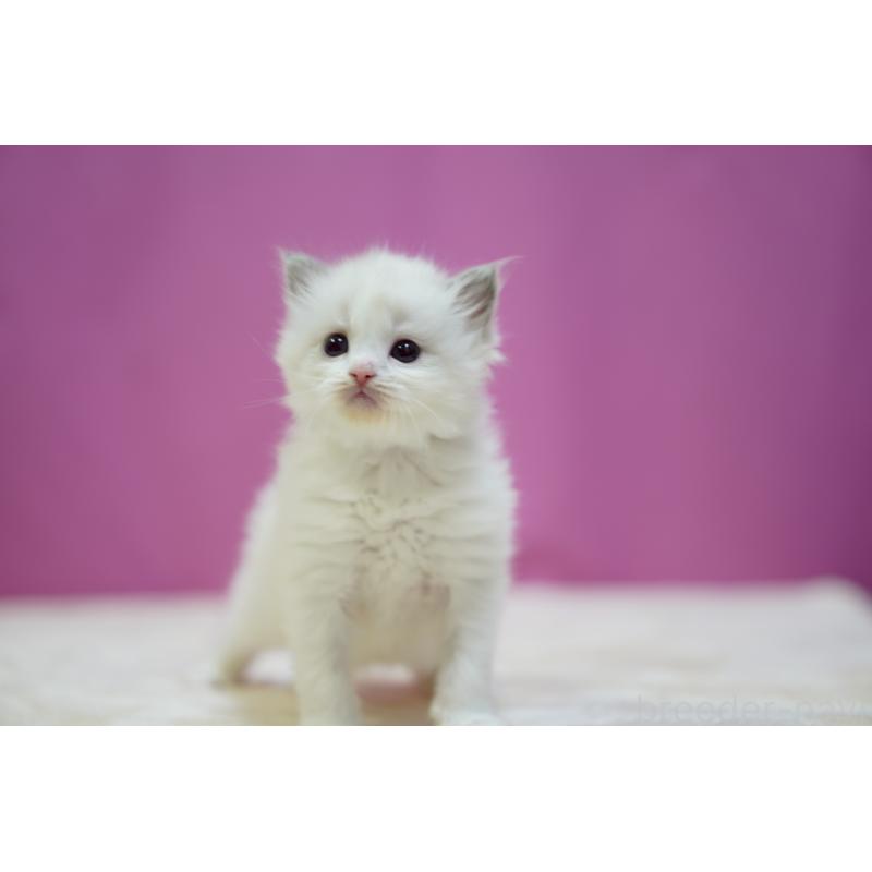 販売中の埼玉県のラグドール-131626の4枚目