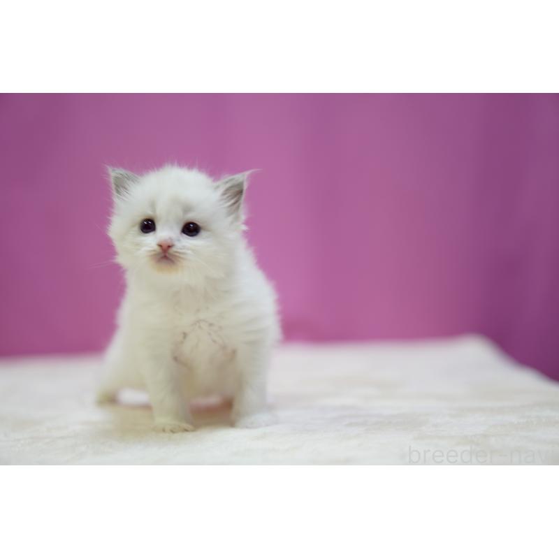 販売中の埼玉県のラグドール-131626の3枚目