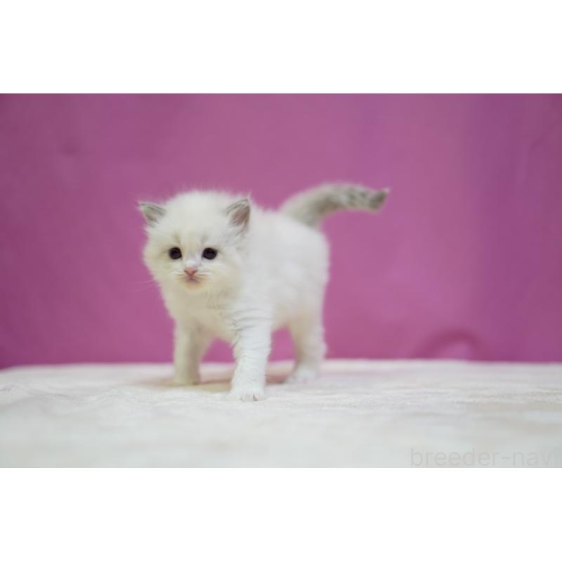 販売中の埼玉県のラグドール-131626の2枚目