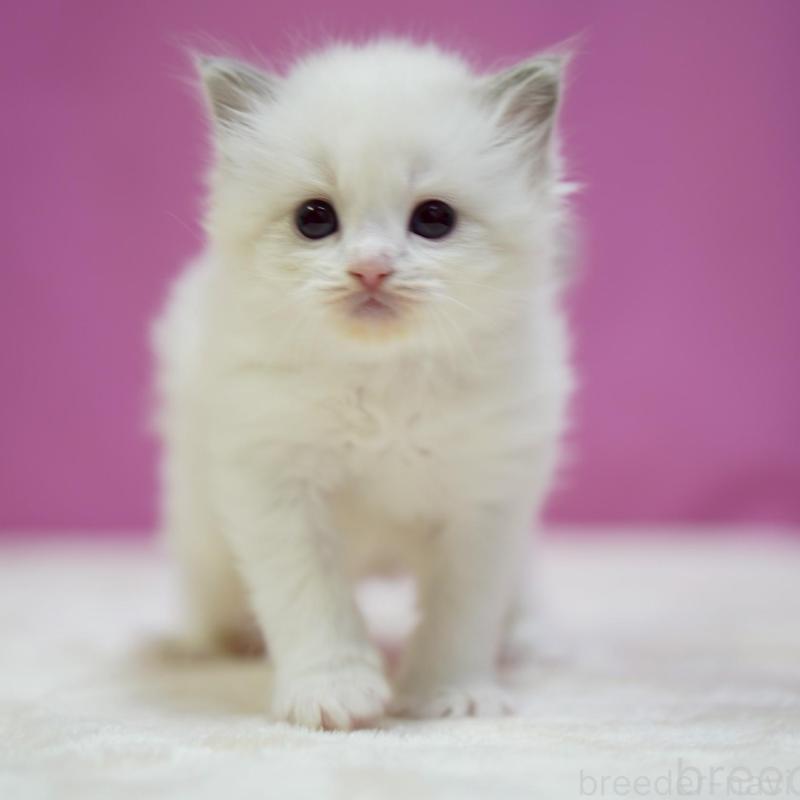 販売中の埼玉県のラグドール-131626