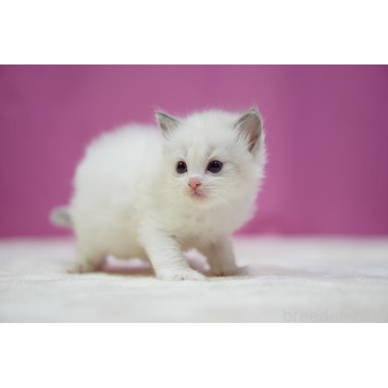 販売中の埼玉県のラグドール-131627の5枚目