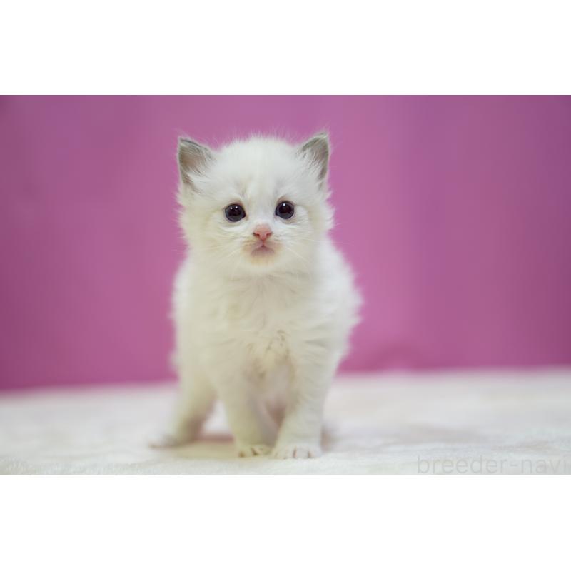 販売中の埼玉県のラグドール-131627の4枚目