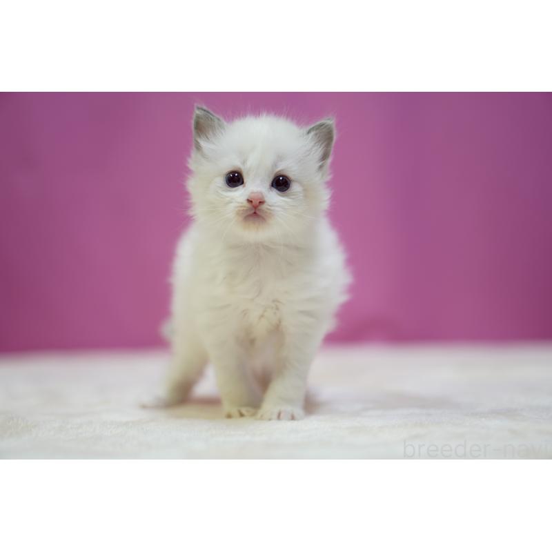 販売中の埼玉県のラグドール-131627の3枚目