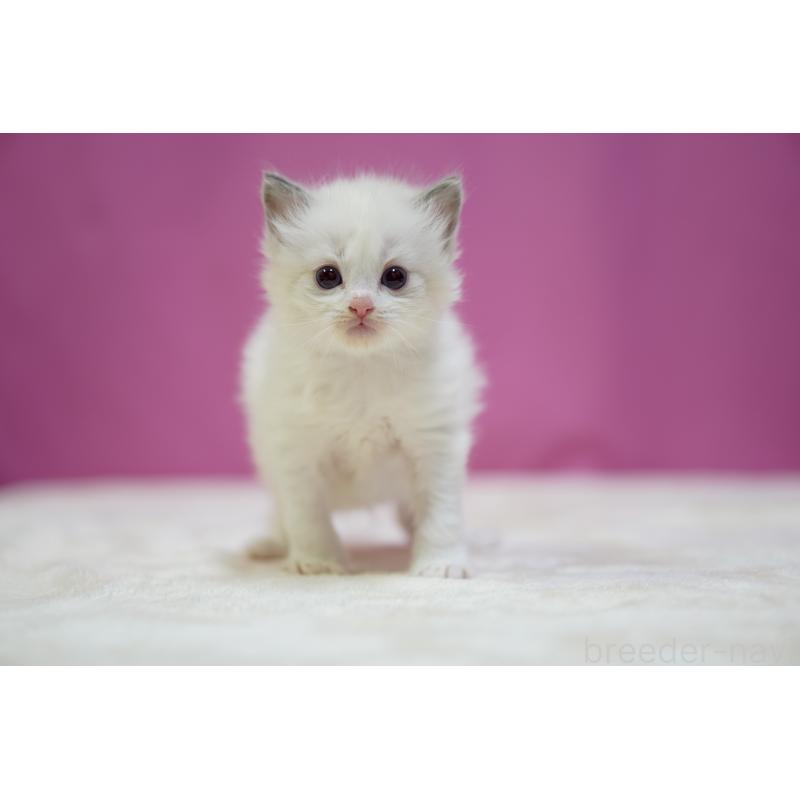 販売中の埼玉県のラグドール-131627の2枚目