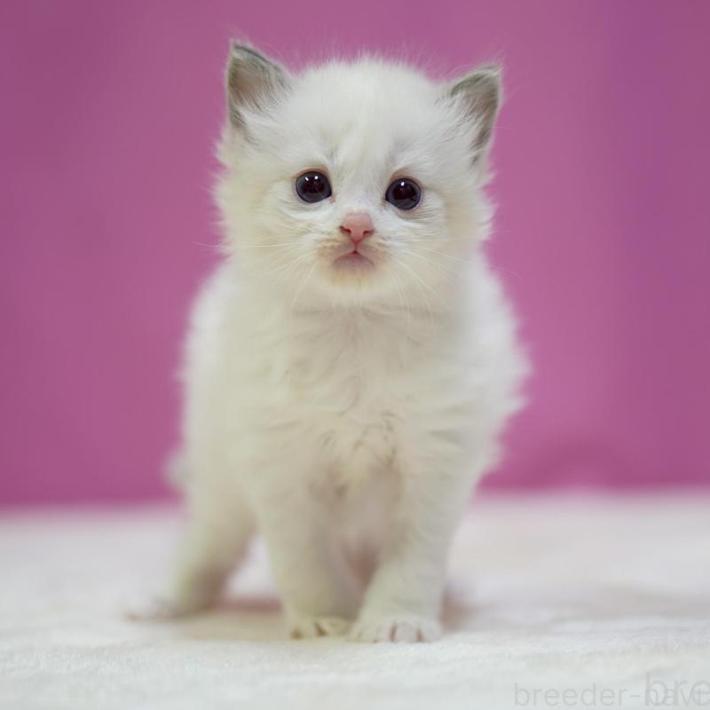 販売中の埼玉県のラグドール-131627