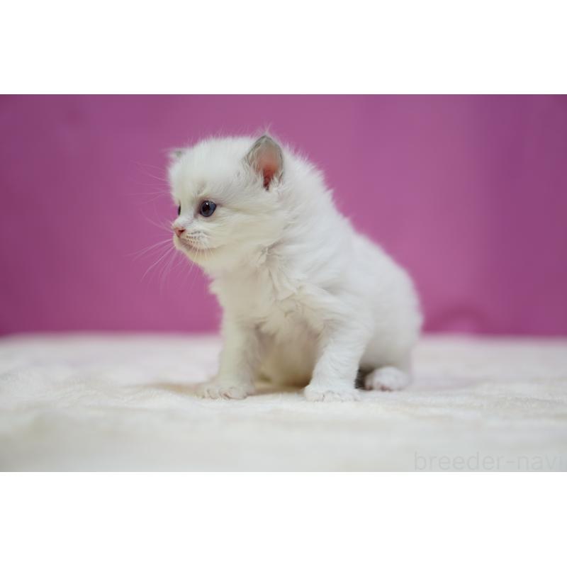 販売中の埼玉県のラグドール-131628の7枚目