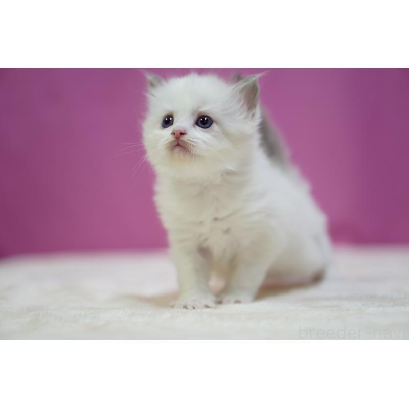 販売中の埼玉県のラグドール-131628の6枚目