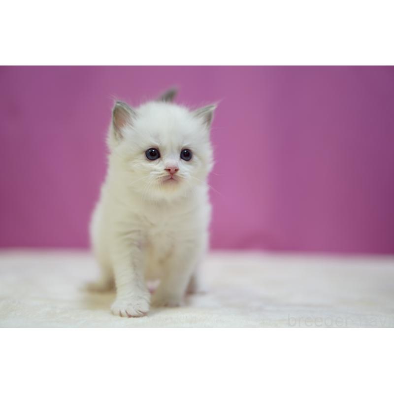 販売中の埼玉県のラグドール-131628の5枚目