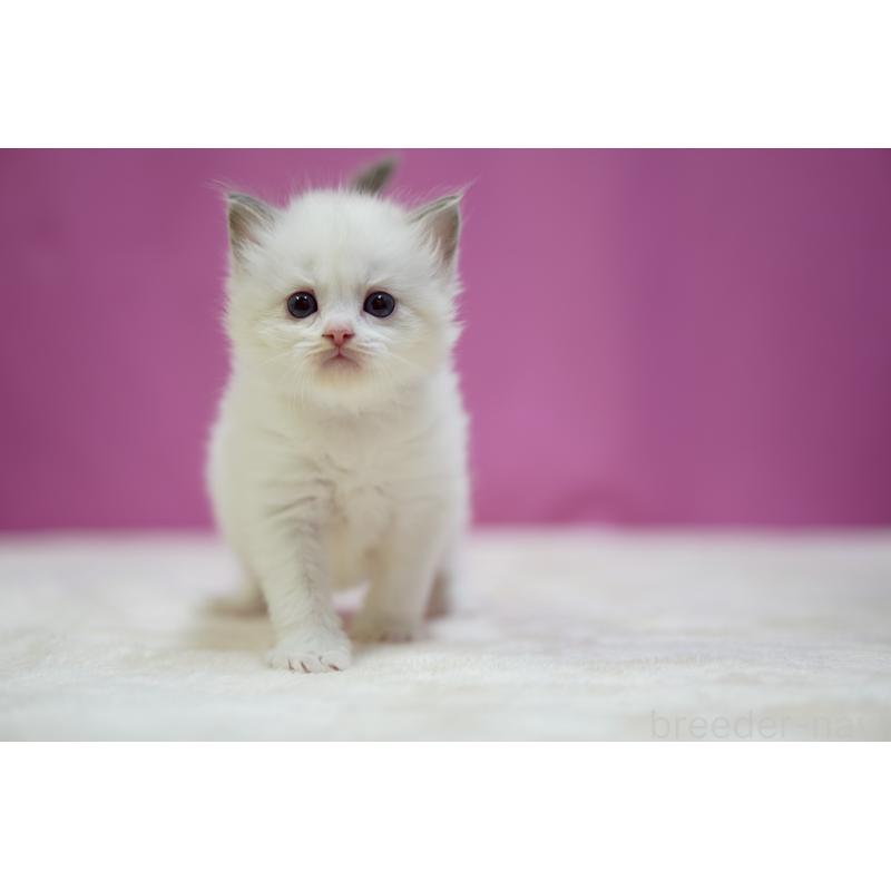 販売中の埼玉県のラグドール-131628の4枚目