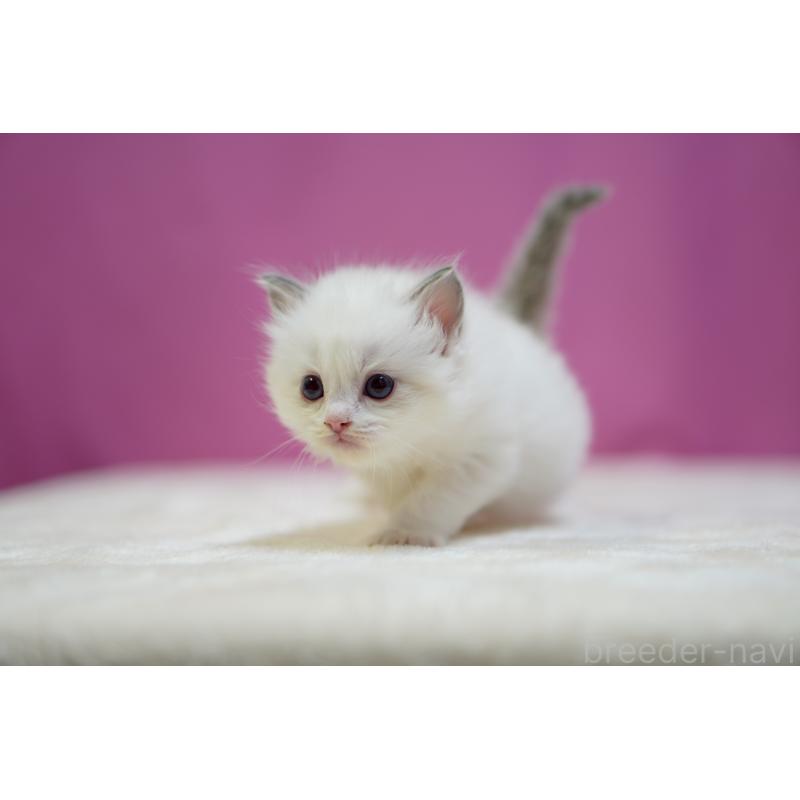 販売中の埼玉県のラグドール-131628の3枚目