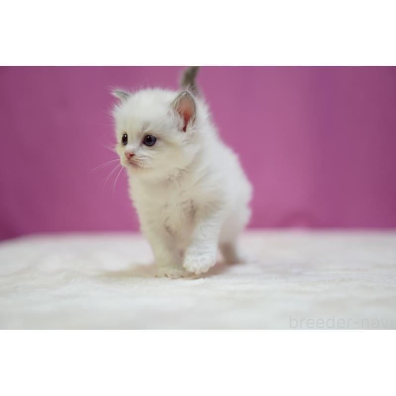 販売中の埼玉県のラグドール-131628の2枚目