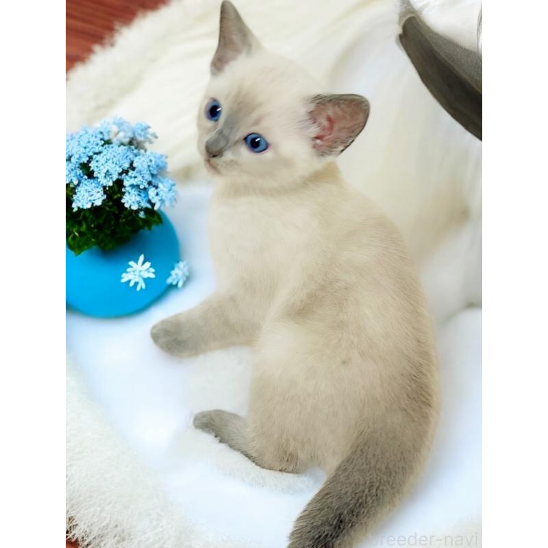 販売中の埼玉県のロシアンブルー-131629の4枚目