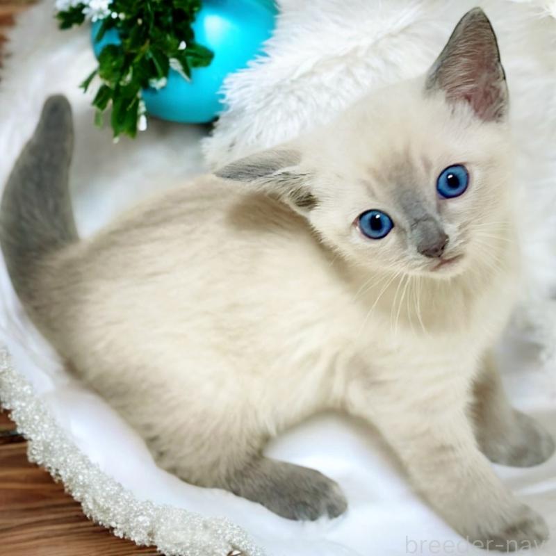 販売中の埼玉県のロシアンブルー-131629の3枚目