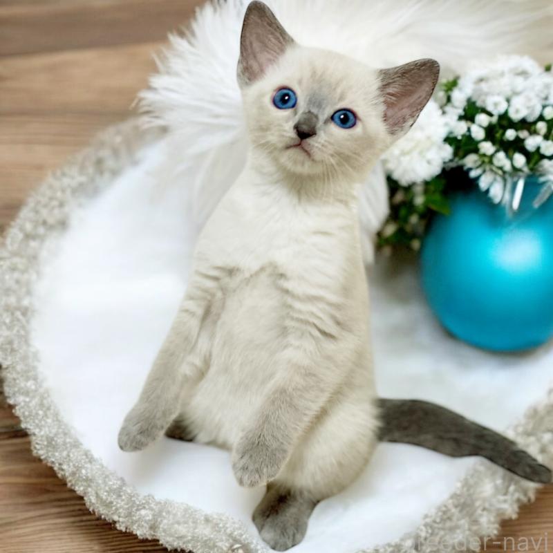 販売中の埼玉県のロシアンブルー-131629の2枚目