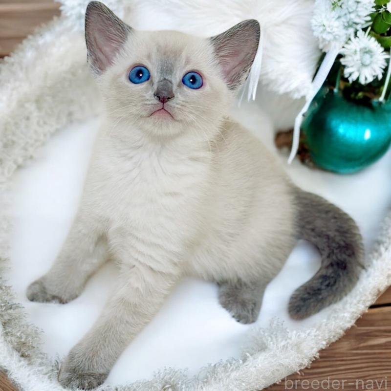 販売中ののロシアンブルー-131629