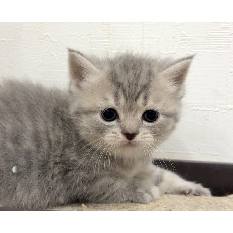 販売中の愛知県のスコティッシュフォールド-131630の4枚目