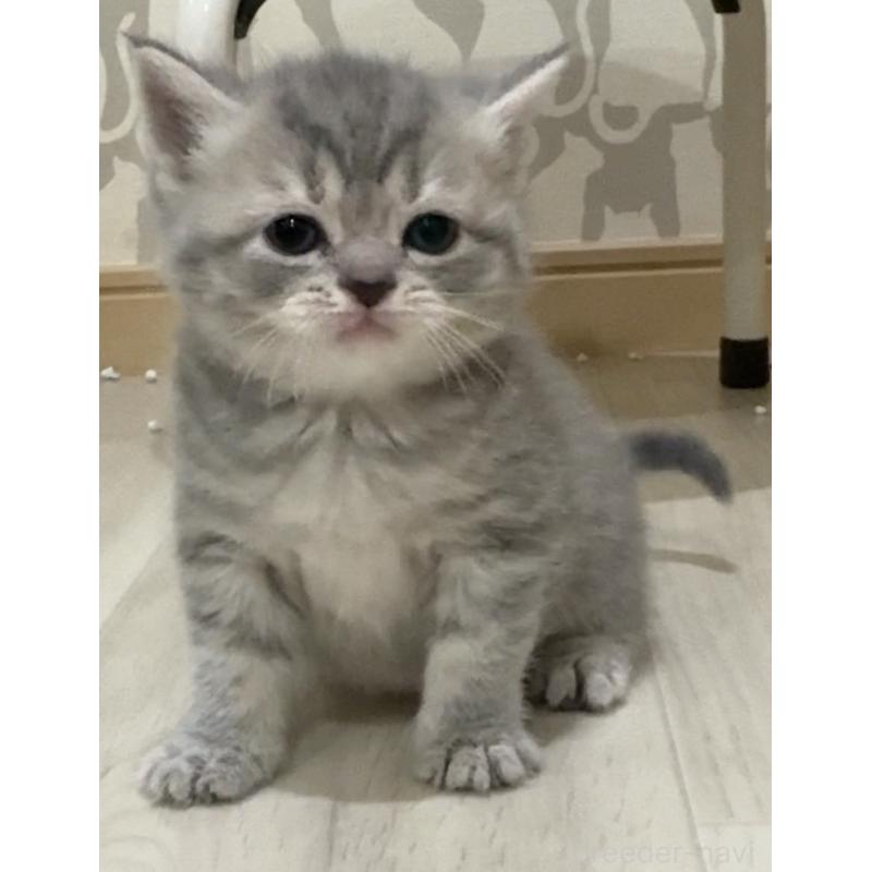 販売中の愛知県のスコティッシュフォールド-131630の3枚目