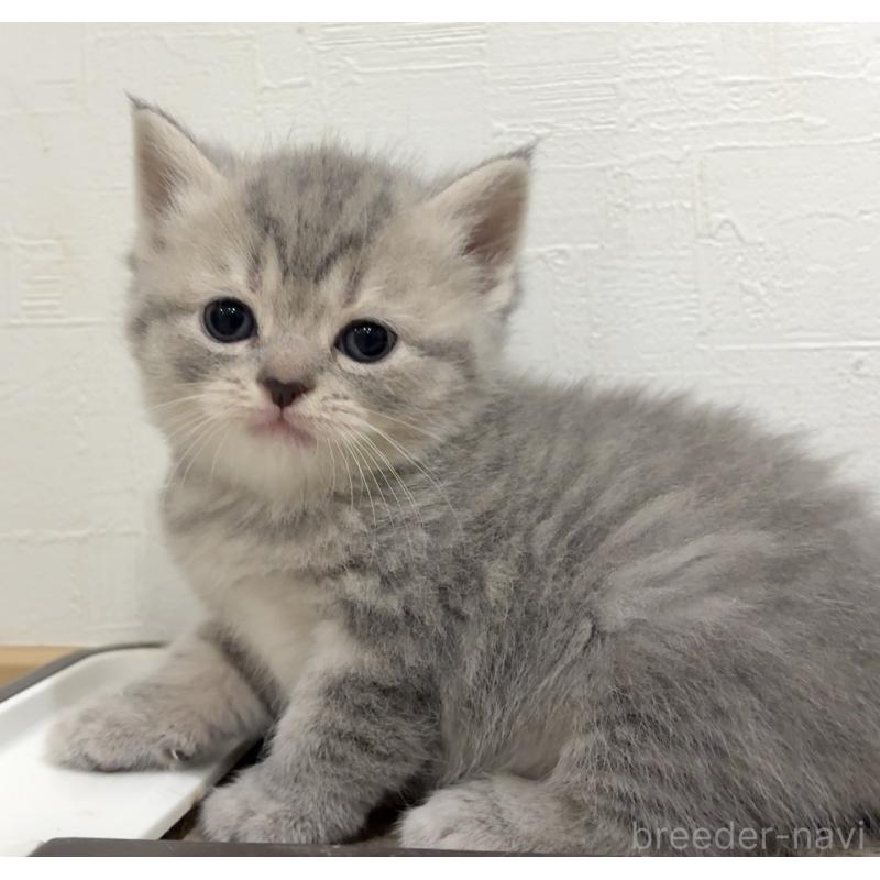 販売中の愛知県のスコティッシュフォールド-131630の2枚目