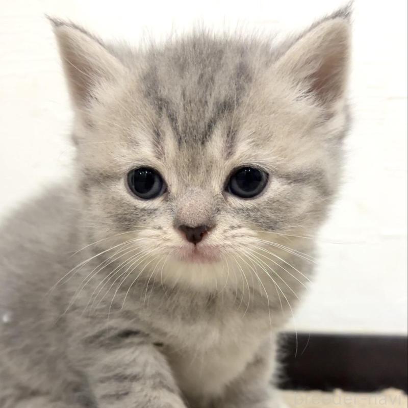 販売中の愛知県のスコティッシュフォールド-131630の1枚目