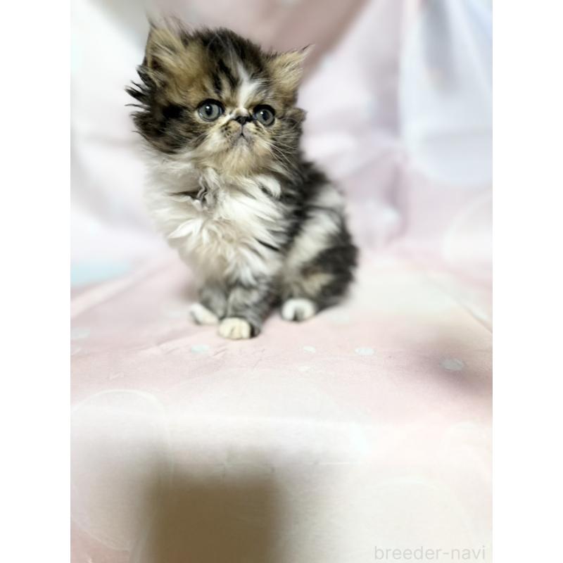 販売中の愛知県のエキゾチックショートヘア-131631の7枚目