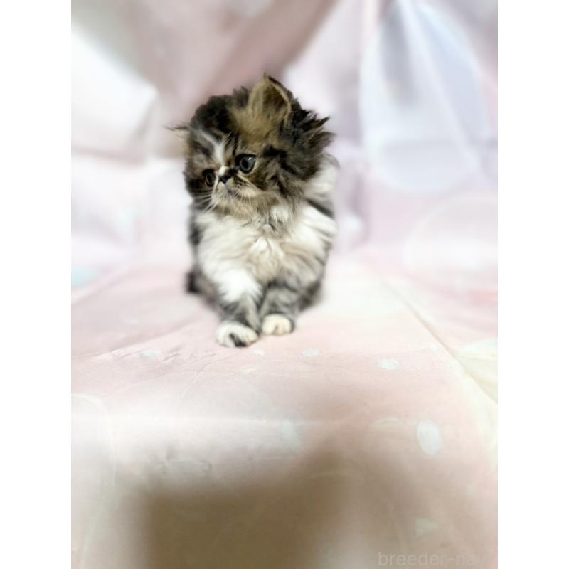 販売中の愛知県のエキゾチックショートヘア-131631の6枚目