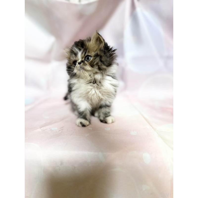 販売中の愛知県のエキゾチックショートヘア-131631の4枚目