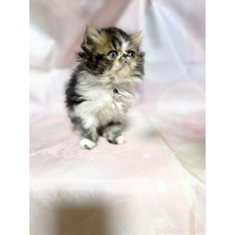 販売中の愛知県のエキゾチックショートヘア-131631の5枚目