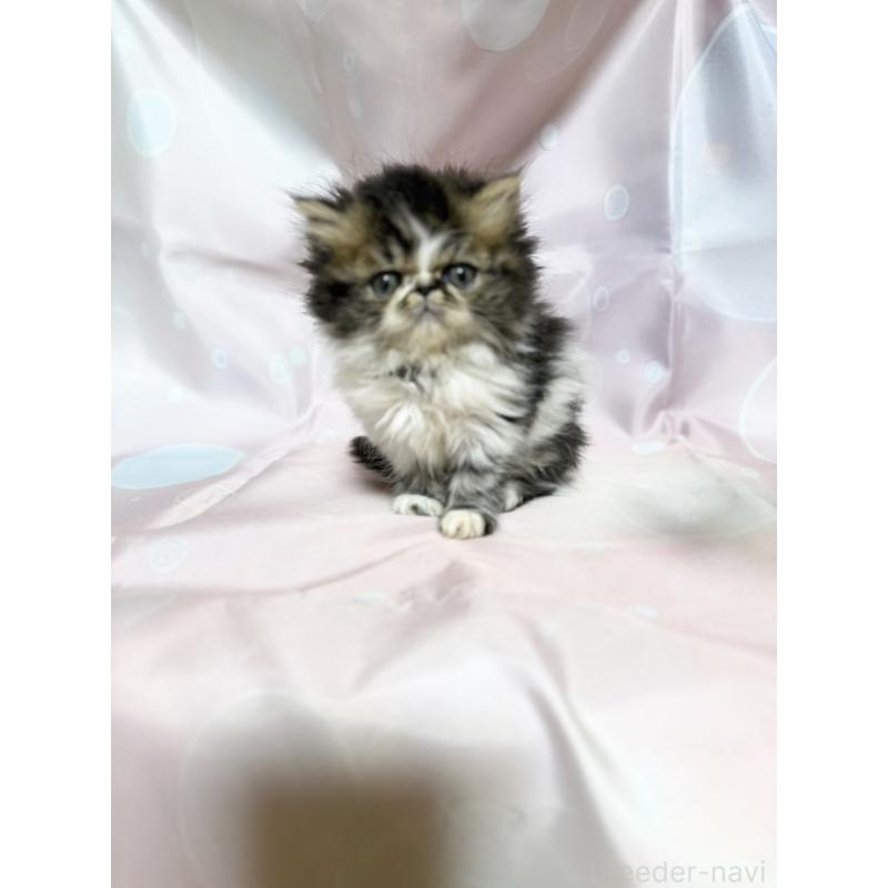 販売中の愛知県のエキゾチックショートヘア-131631の3枚目