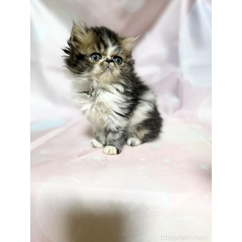 販売中の愛知県のエキゾチックショートヘア-131631の2枚目