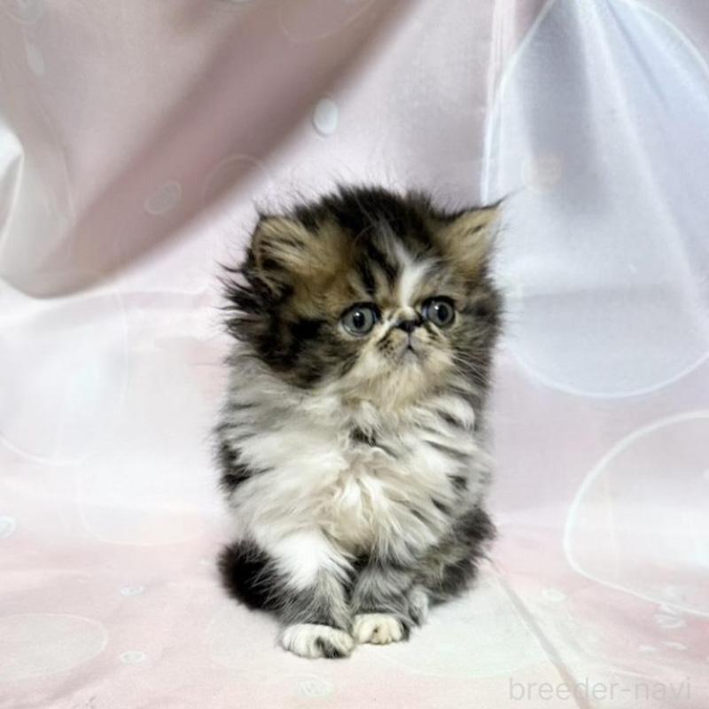 販売中の愛知県のエキゾチックショートヘア-131631