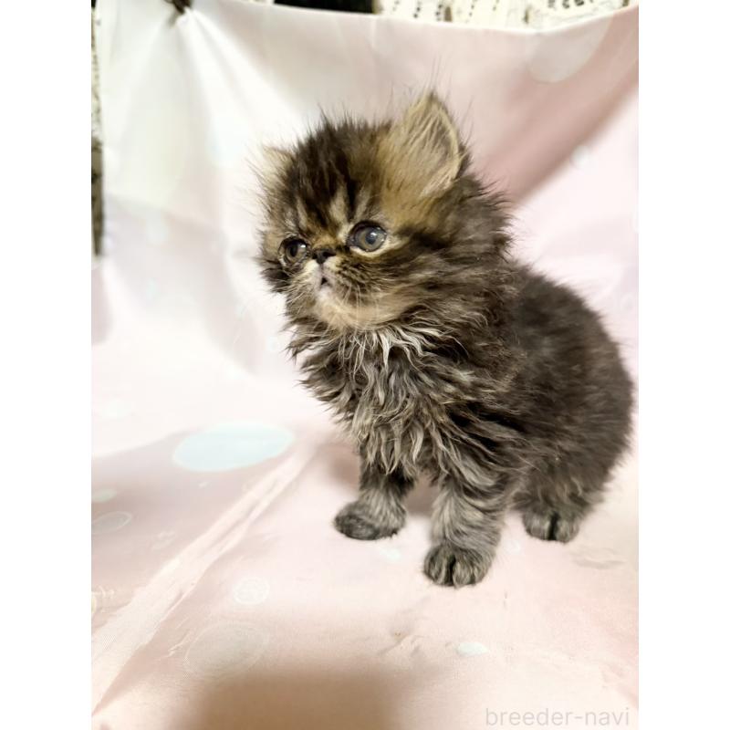 販売中の愛知県のエキゾチックショートヘア-131632の7枚目