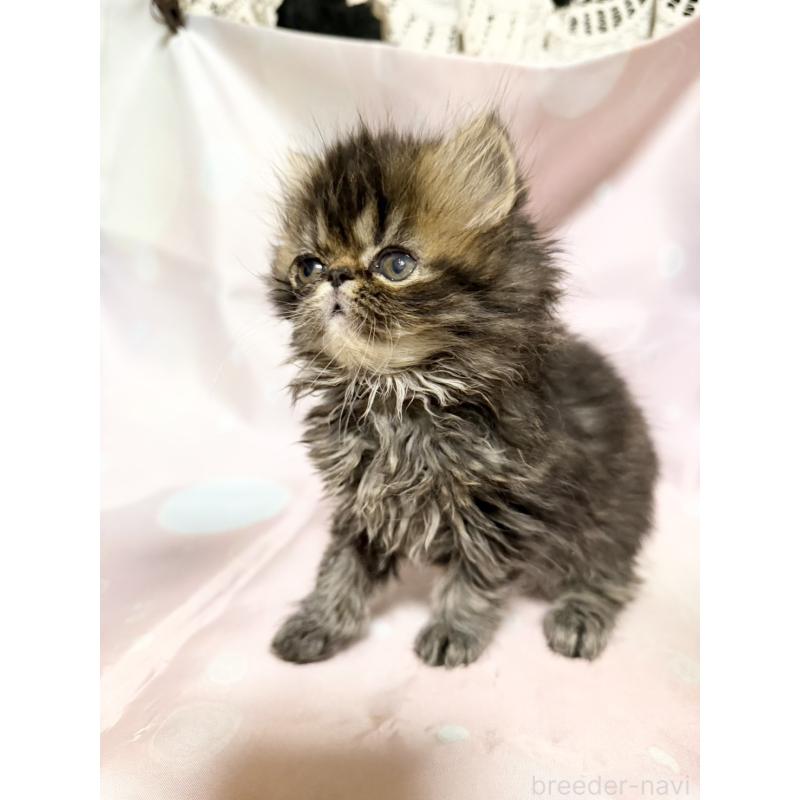 販売中の愛知県のエキゾチックショートヘア-131632の6枚目