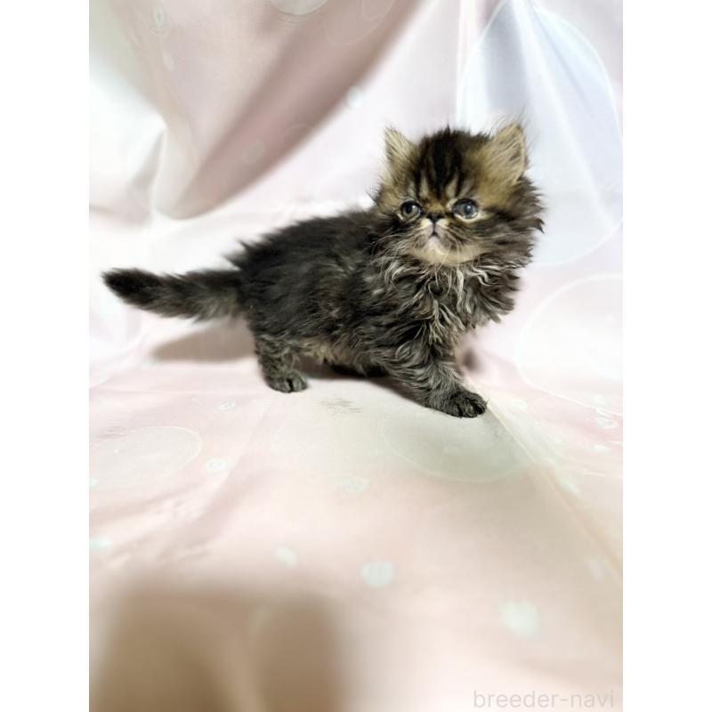 販売中の愛知県のエキゾチックショートヘア-131632の5枚目