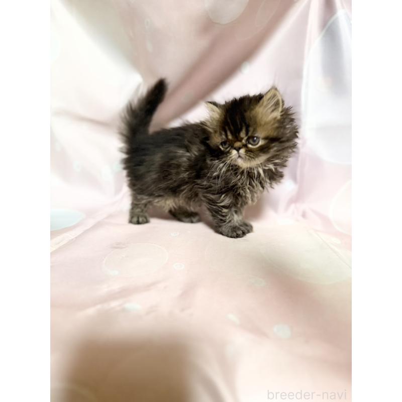 販売中の愛知県のエキゾチックショートヘア-131632の4枚目