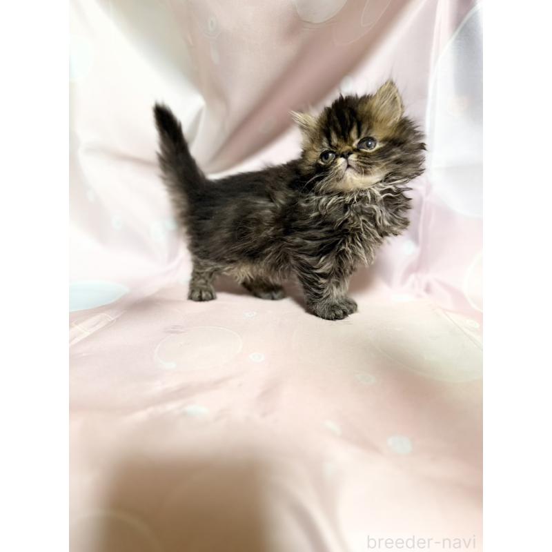 販売中の愛知県のエキゾチックショートヘア-131632の3枚目